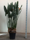 Paradiesvogelblume – Strelitzia reginae