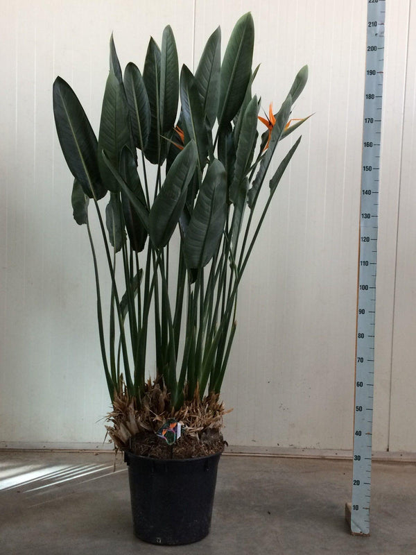 Paradiesvogelblume – Strelitzia reginae
