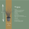 Chinaschilf ‚Gracillimus' – Miscanthus sinensis – Ansicht 7