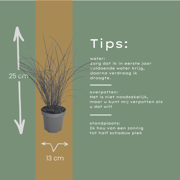Chinaschilf ‚Gracillimus' – Miscanthus sinensis – Ansicht 7
