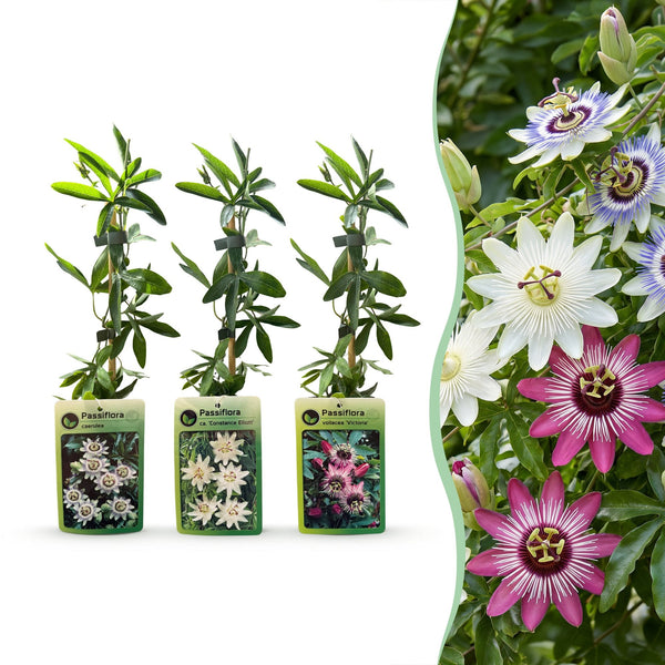 Passionsblume – Passiflora (dreifarbig)