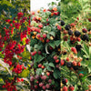 Obst-Set „Beerenmix" – Johannisbeere, Himbeere, Brombeere – Ansicht 5