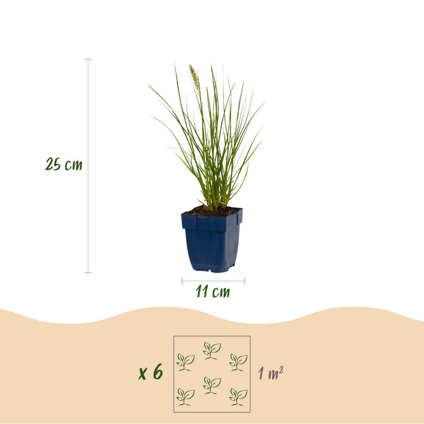 Lampenputzergras ‚Little Bunny' – Pennisetum alopecuroides – Ansicht 3