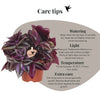 Zebrakraut – Tradescantia zebrina – Ansicht 8