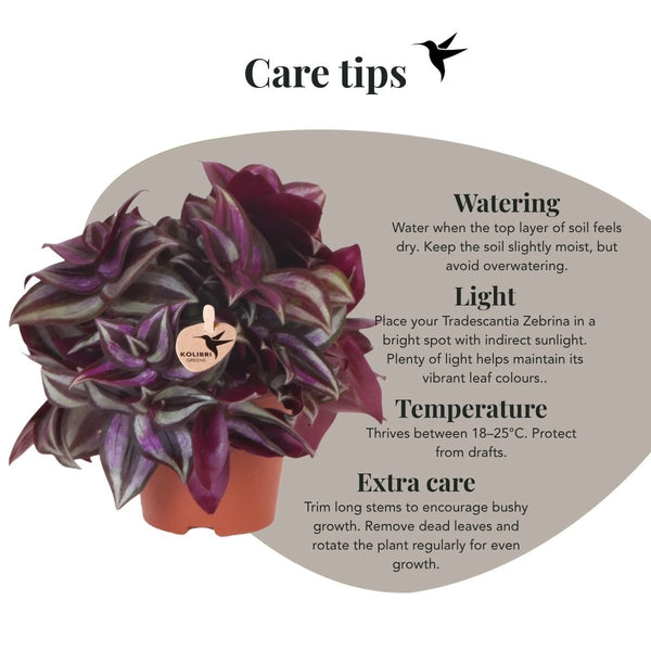 Zebrakraut – Tradescantia zebrina – Ansicht 8