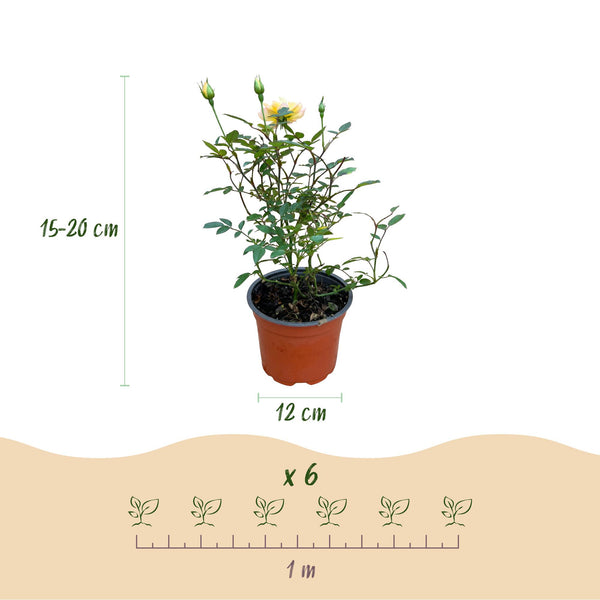 Rose ‚Tricolor Fairy' – Rosa – Ansicht 5