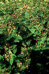 Johanniskraut ‚Beauty' – Hypericum × inodorum – Ansicht 4