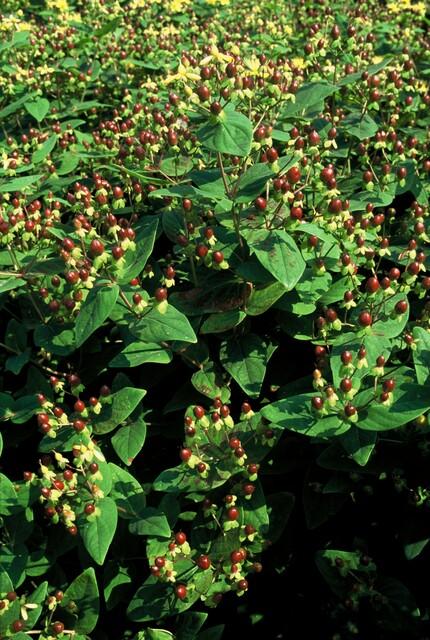 Johanniskraut ‚Beauty' – Hypericum × inodorum – Ansicht 4