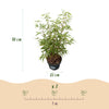 Schirmbambus ‚Asian Wonder' – Fargesia scabrida – Ansicht 3