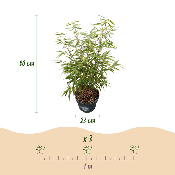 Schirmbambus ‚Asian Wonder' – Fargesia scabrida – Ansicht 3