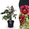 Lenzrose ‚Double Ellen Red' – Helleborus orientalis – Rot