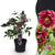 Lenzrose ‚Double Ellen Red' – Helleborus orientalis – Rot