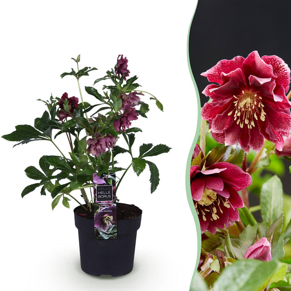 Lenzrose ‚Double Ellen Red' – Helleborus orientalis – Rot