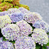 Bauernhortensie ‚Magical Jewel Blue' – Hydrangea macrophylla – Ansicht 5