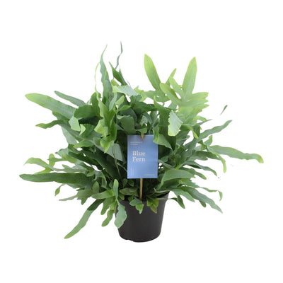 Blauer Farn ‚Blue Fern' – Phlebodium aureum