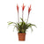 Flammendes Schwert ‚Elan' – Vriesea