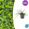 Kriechspindel ‚Minimus' – Euonymus fortunei