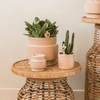 Aasblume – Stapelia leendertziae – Ansicht 5