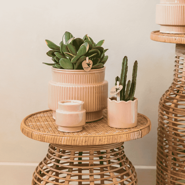 Aasblume – Stapelia leendertziae – Ansicht 5