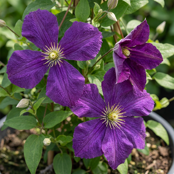 Waldrebe ‚Étoile Violette' – Clematis viticella – Ansicht 3