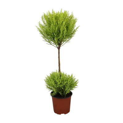 Zitronenzypresse ‚Goldcrest Wilma' – Cupressus macrocarpa