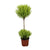 Zitronenzypresse ‚Goldcrest Wilma' – Cupressus macrocarpa – Ø 14 cm · 60 cm