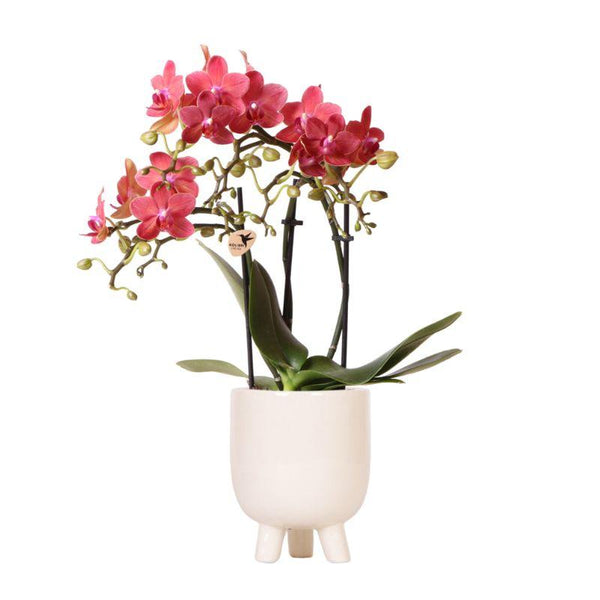Schmetterlingsorchidee ‚Congo' – Phalaenopsis – Gummy-Topf Travertin