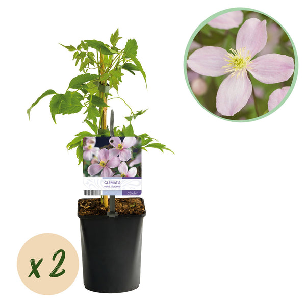 Berg-Waldrebe ‚Rubens' – Clematis montana