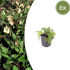 Kaukasus-Beinwell – Symphytum grandiflorum – 6 Stück