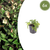 Kaukasus-Beinwell – Symphytum grandiflorum – 6 Stück
