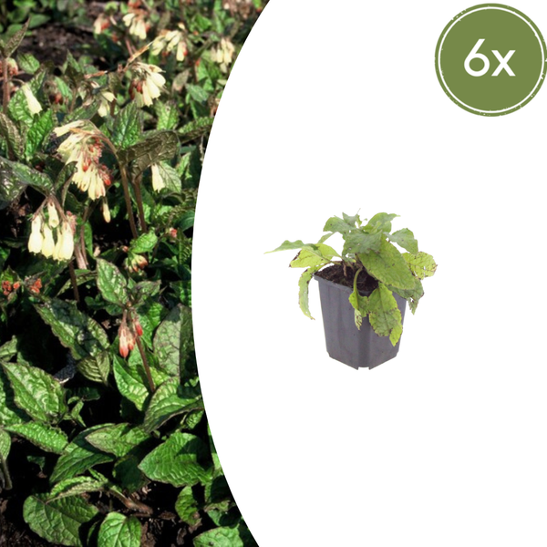 Kaukasus-Beinwell – Symphytum grandiflorum – 6 Stück