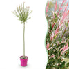 Harlekinweide ‚Flamingo' – Salix integra