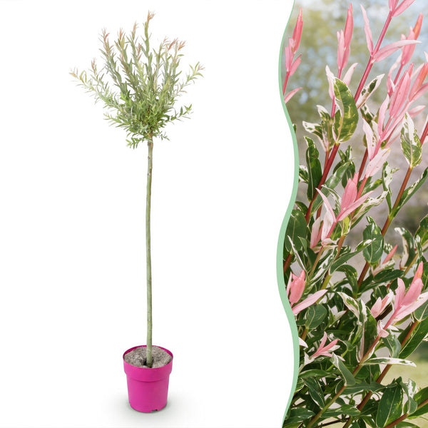 Harlekinweide ‚Flamingo' – Salix integra