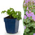 Storchschnabel ‚Cambridge' – Geranium cantabrigiense