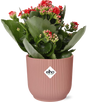 Flammendes Käthchen ‚Don Justino' – Kalanchoe blossfeldiana