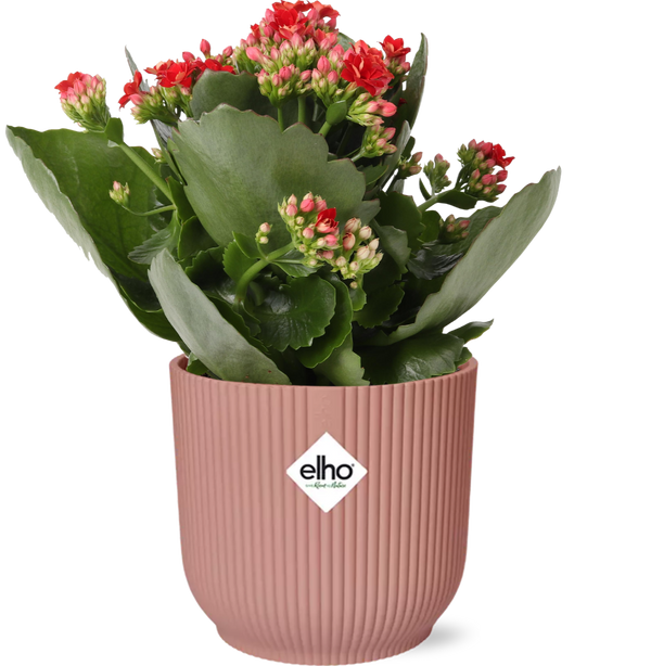 Flammendes Käthchen ‚Don Justino' – Kalanchoe blossfeldiana