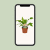 Nestfarn – Asplenium nidus – Ansicht 4