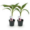 Bananenpflanze ‚Red Tiger' – Musa sikkimensis – Ansicht 2