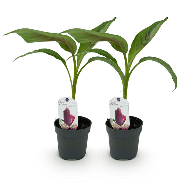 Bananenpflanze ‚Red Tiger' – Musa sikkimensis – Ansicht 2