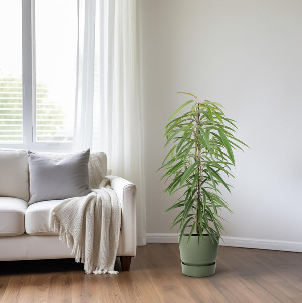 Feige ‚Alii' – Ficus binnendijkii – Ansicht 6