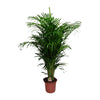 Goldfruchtpalme – Dypsis lutescens
