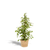 Birkenfeige ‚Golden King' – Ficus benjamina – Korb Selin