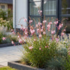 Prachtkerze ‚Rosyjane' – Gaura lindheimeri – Ansicht 6