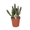 Aasblume – Stapelia leendertziae