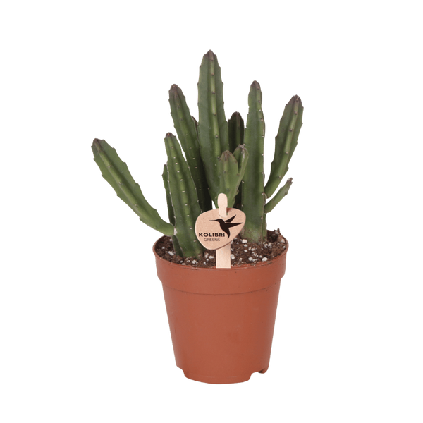 Aasblume – Stapelia leendertziae