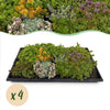 Bodendecker-Set „Sedummatte“ – 10 Sedum-Sorten