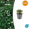 Dreizähniges Fingerkraut ‚Nuuk' – Potentilla tridentata