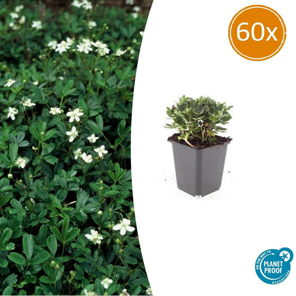 Dreizähniges Fingerkraut ‚Nuuk' – Potentilla tridentata