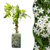 Echter Jasmin – Jasminum officinale