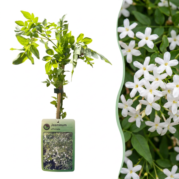 Echter Jasmin – Jasminum officinale